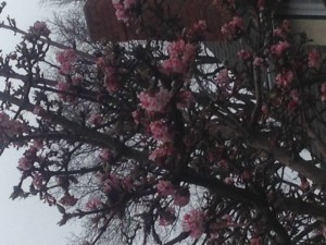 January Bloom